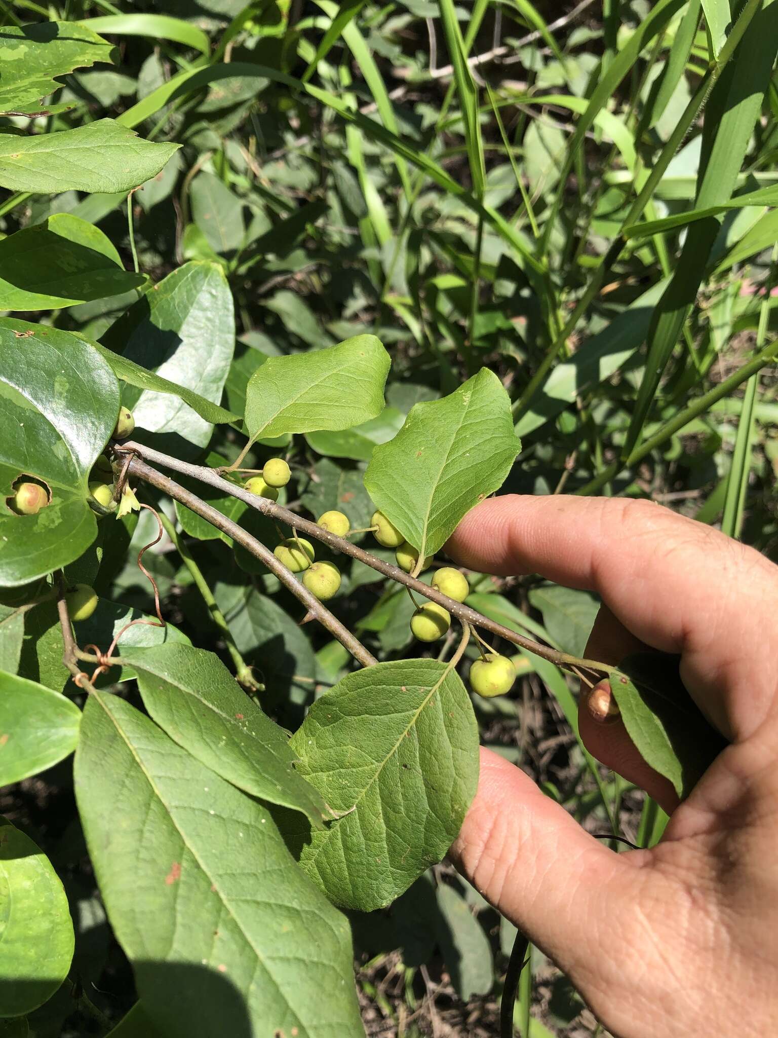 Imagem de Ilex amelanchier M. A. Curt. ex Chapm.