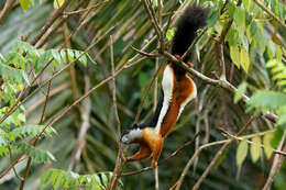 Image of Prevost's Squirrel