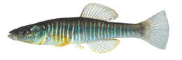 Image of Waccamaw Killifish