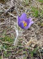 Image of Eastern Pasque Flower