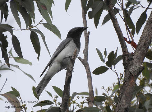 Imagem de Coracina papuensis robusta (Latham 1801)