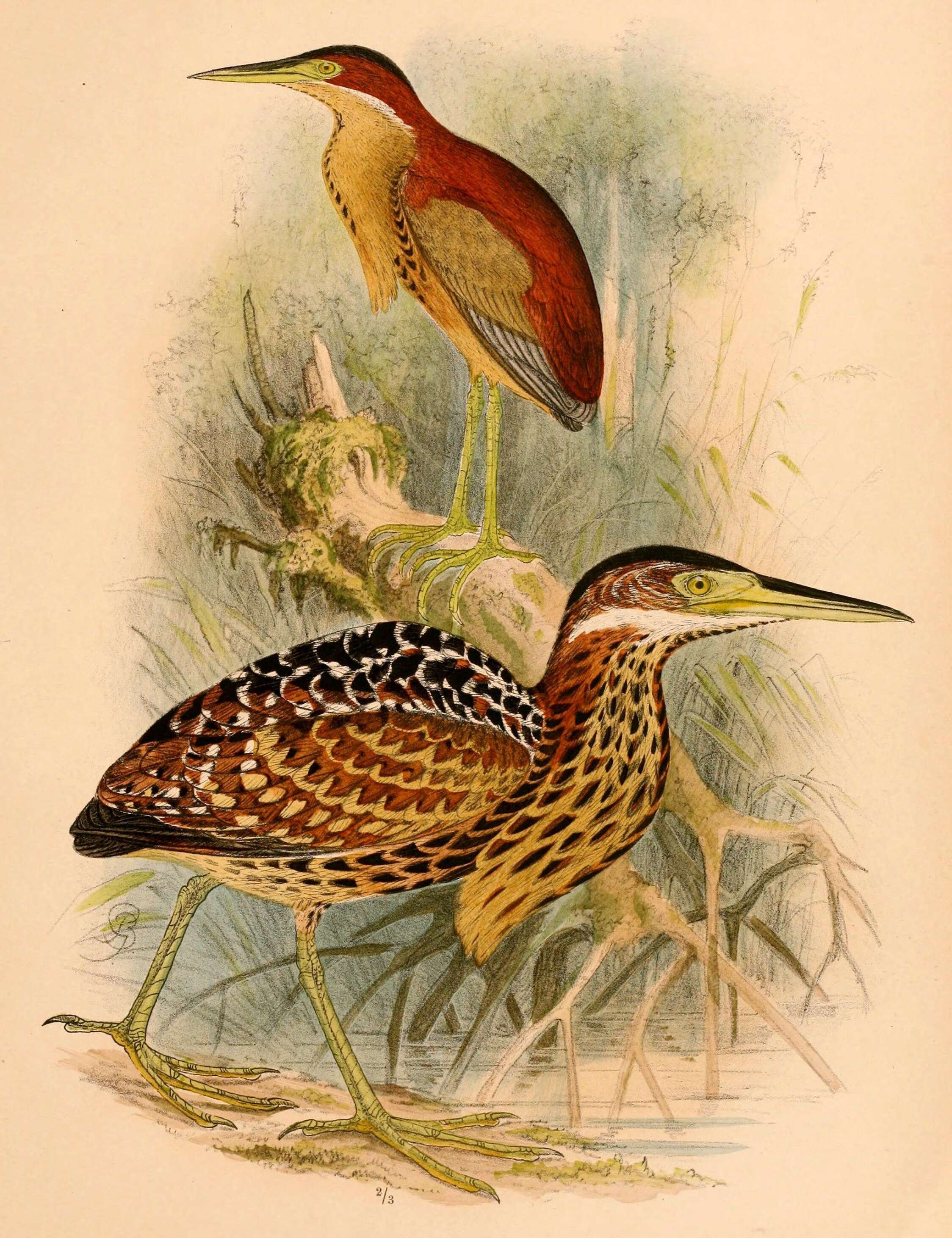 Image of Schrenck's Bittern