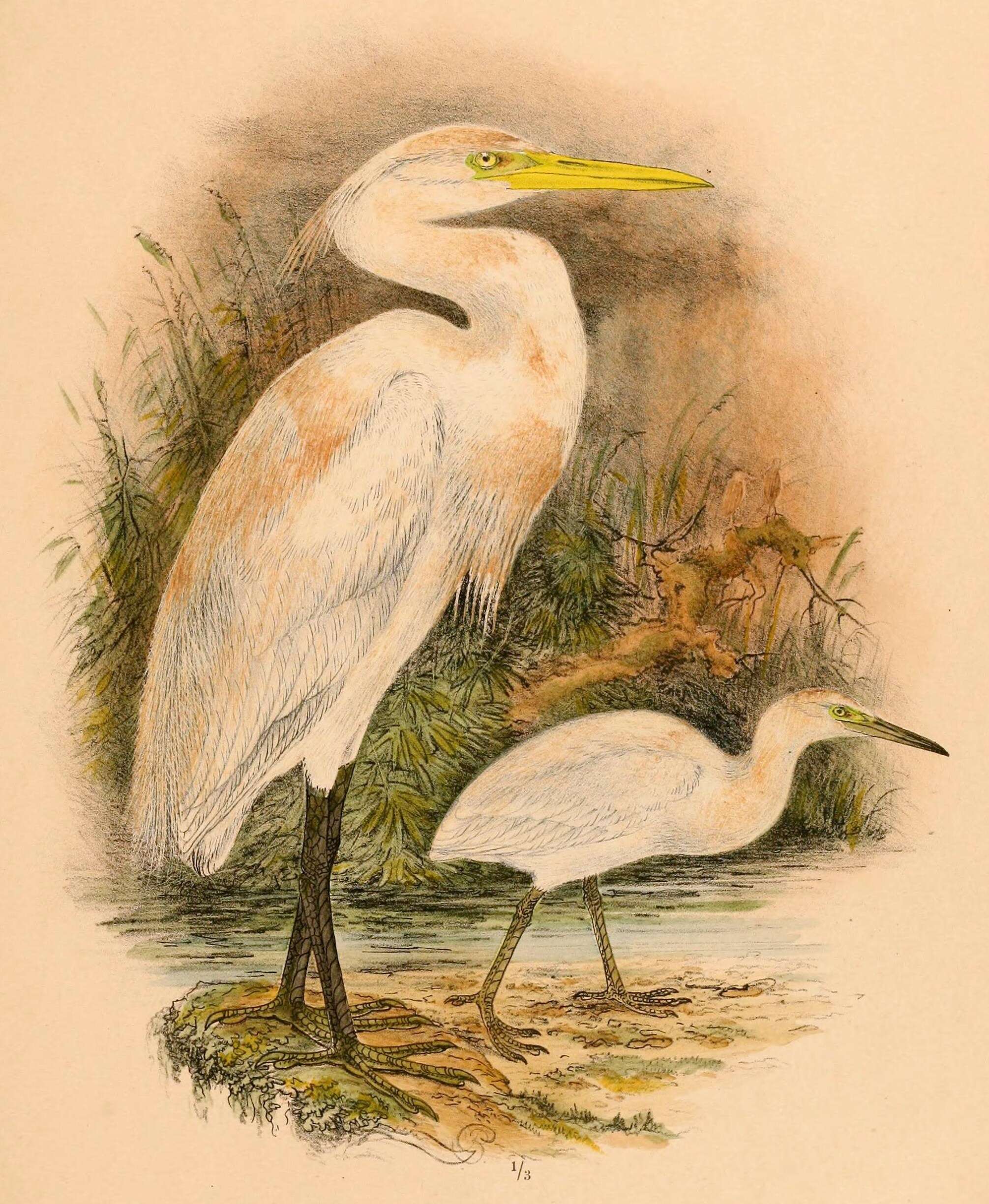 Image of herons and bitterns