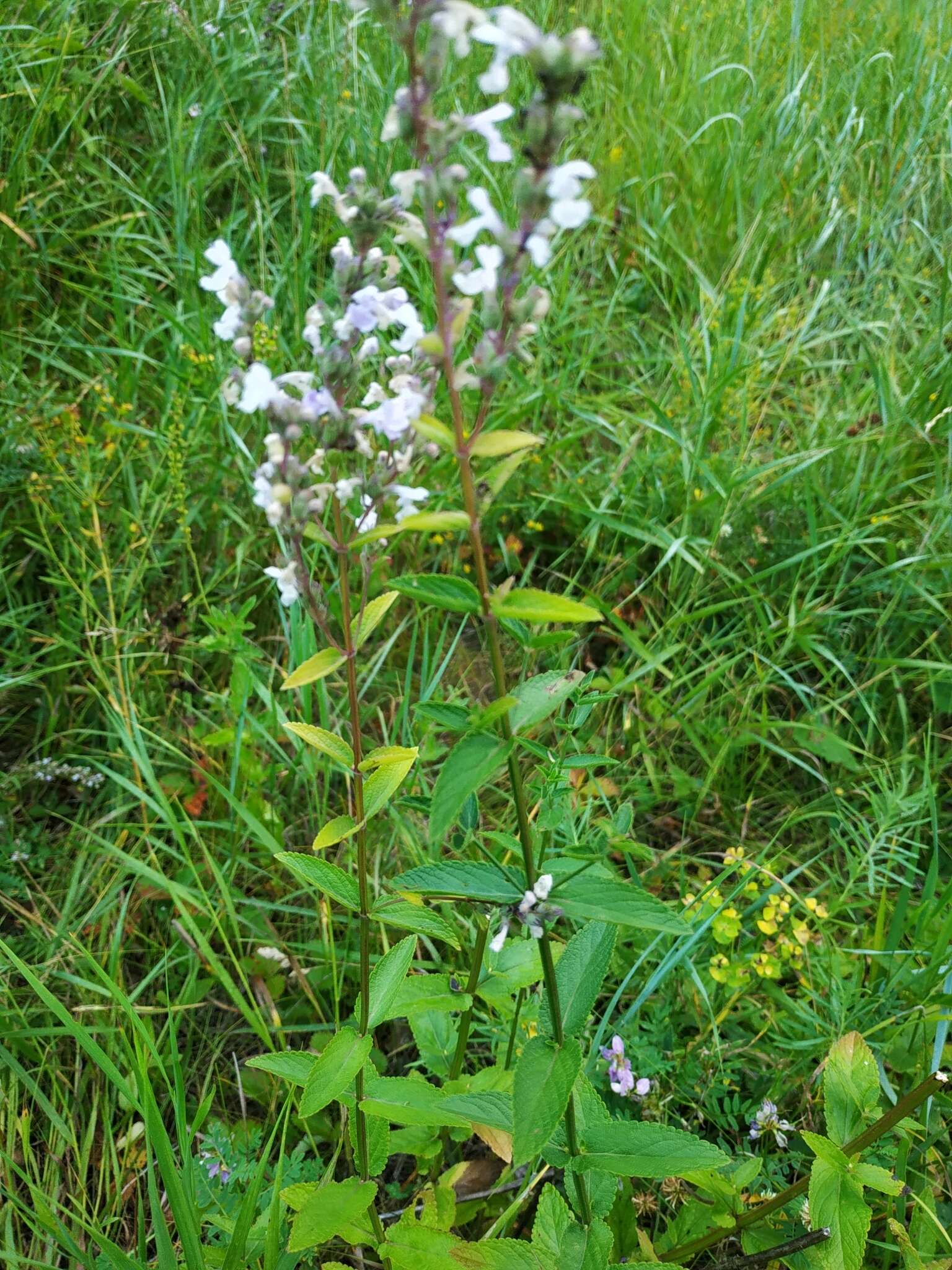 Image of Nepeta nuda subsp. nuda
