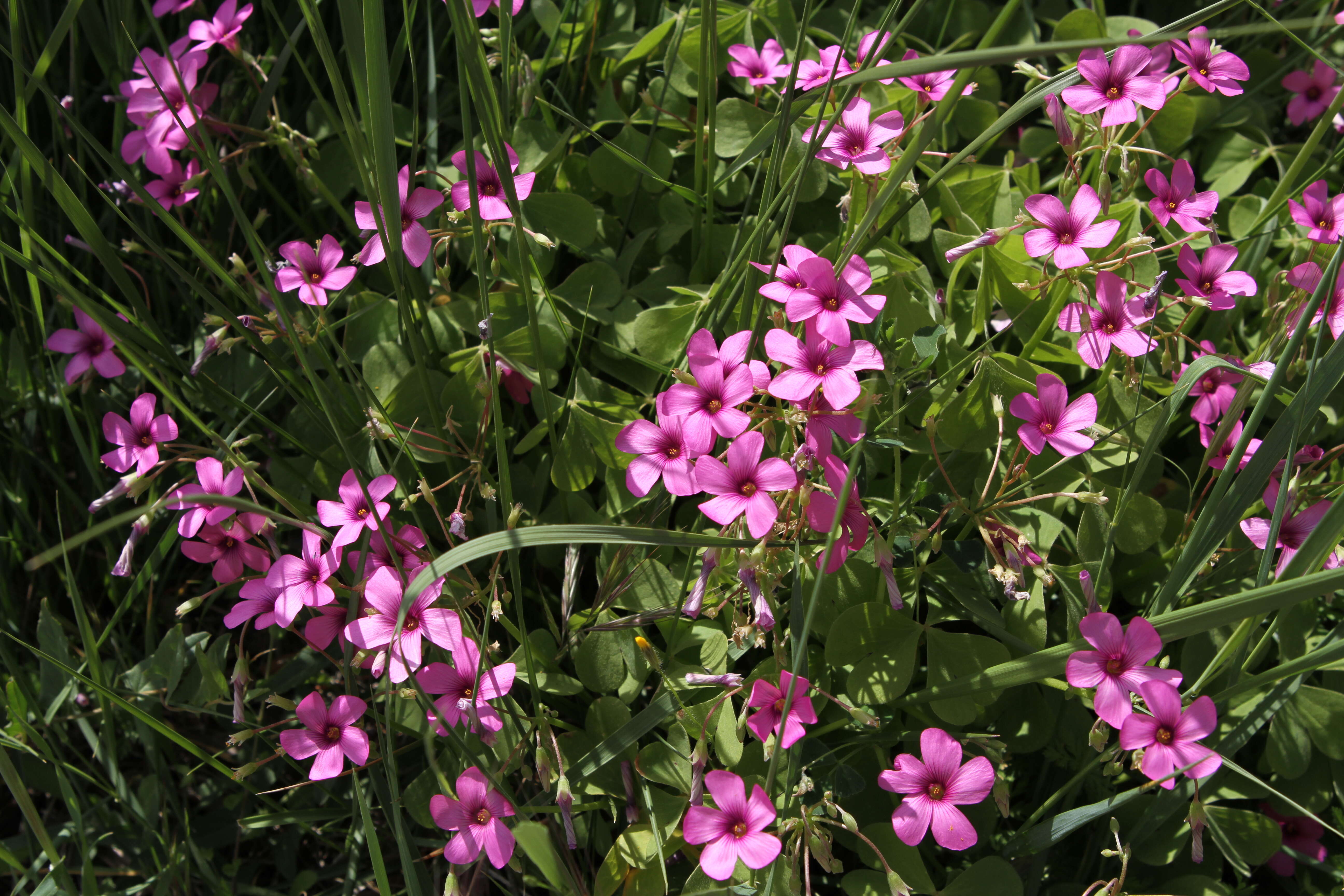 Image of Pink Sorrel