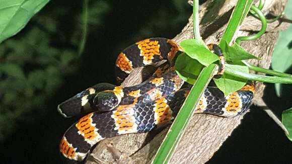 Image of Cope's Snail Sucker