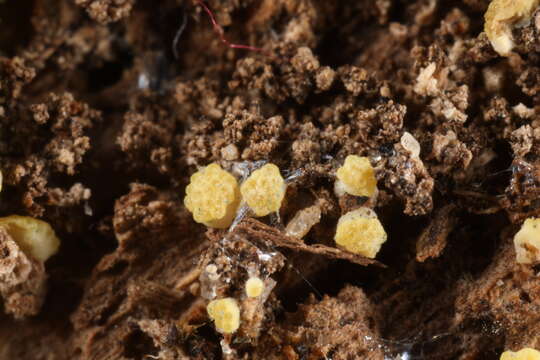 Image of Trichoderma deliquescens (Sopp) Jaklitsch 2011