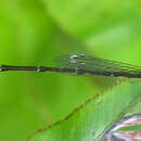 Image of Furtive Forktail