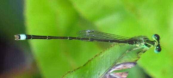 Image of Furtive Forktail