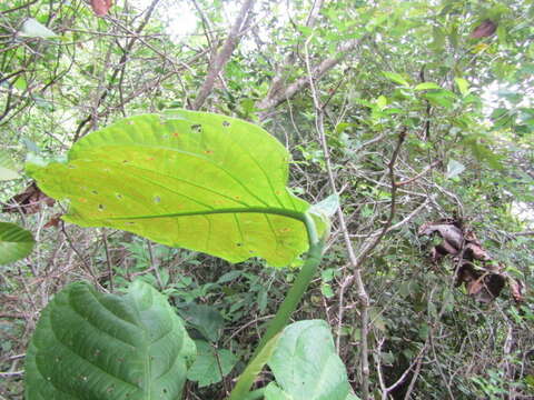 Image of Coccoloba mollis Casar.