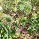 Trifolium squarrosum L. resmi
