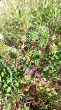 Image of Trifolium squarrosum L.