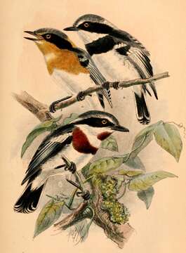 Image of Chinspot Batis