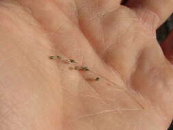 Image of lovegrass tridens