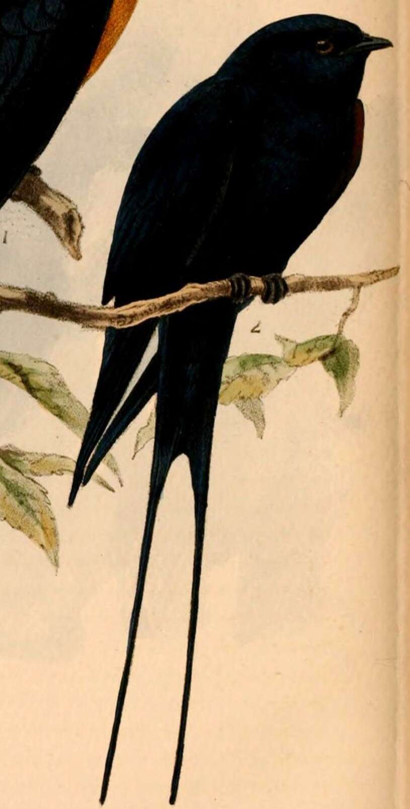 Imagem de Hirundo atrocaerulea Sundevall 1850