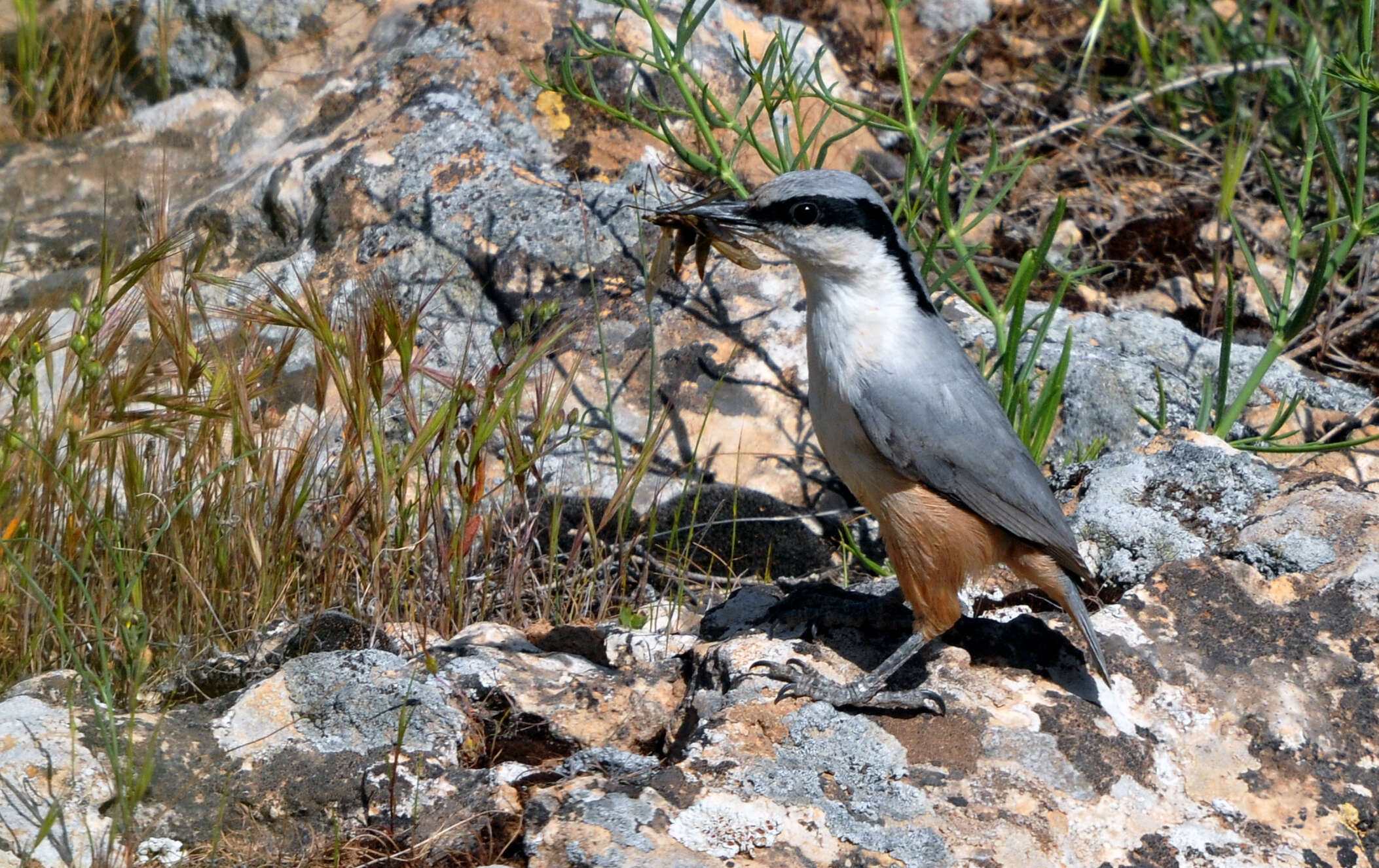 Image of Eastern Rock Nuthatch