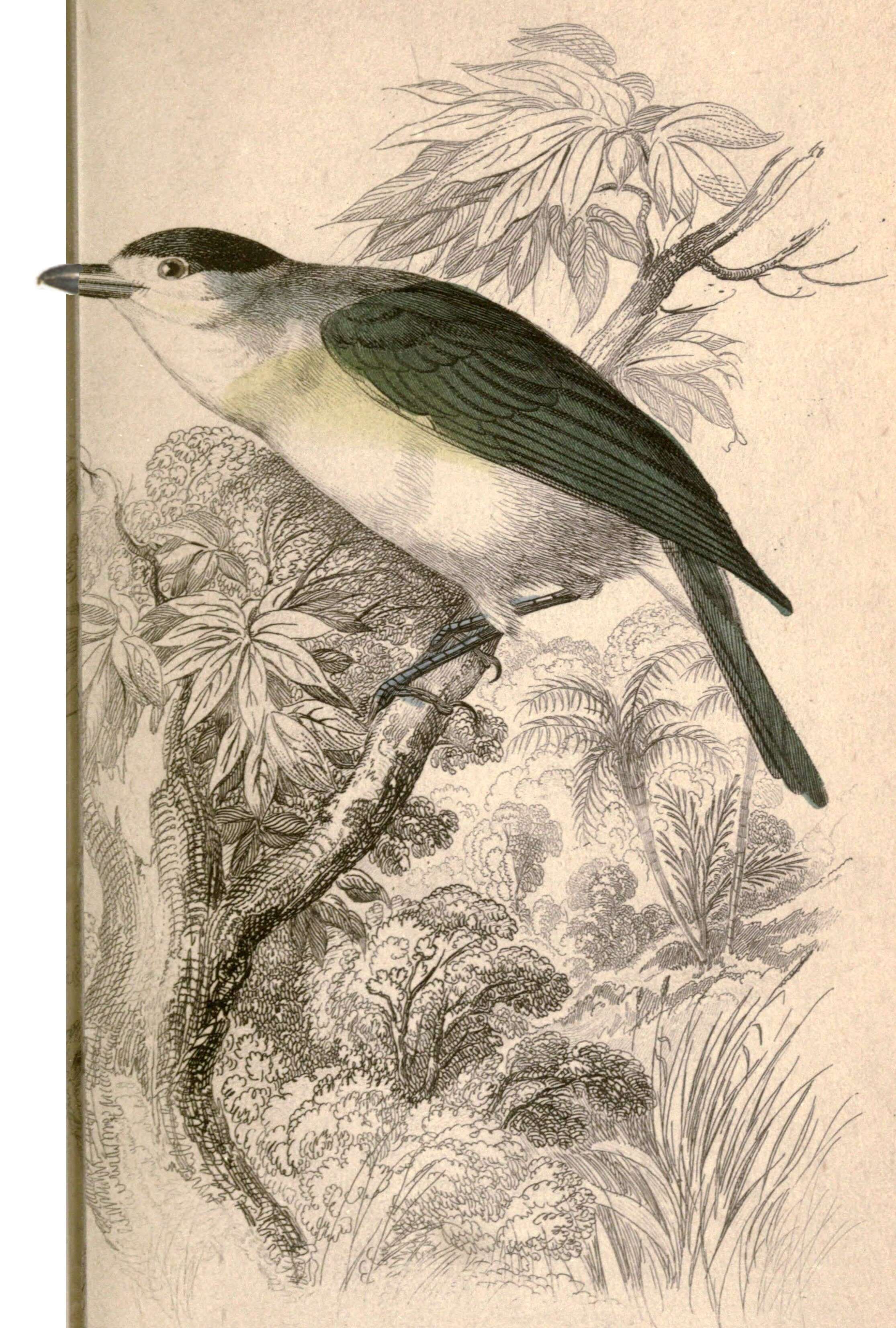 Image of Tityridae