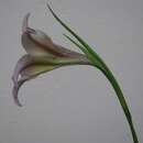 Gladiolus liliaceus Houtt. resmi