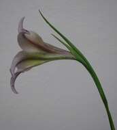 Gladiolus liliaceus Houtt. resmi