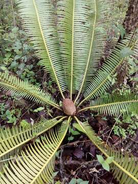 Image of Cycad