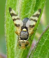 Image of Urophora jaceana (Hering 1935)