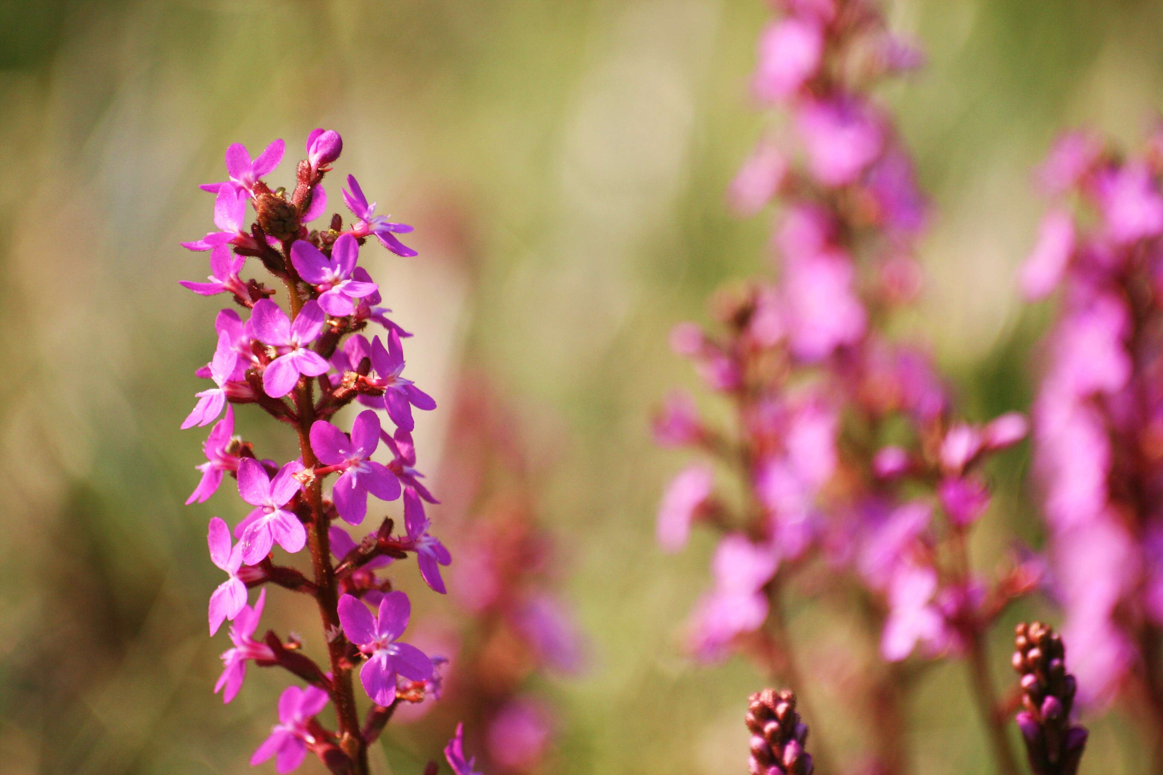 Image de Stylidium graminifolium Sw. ex Willd.