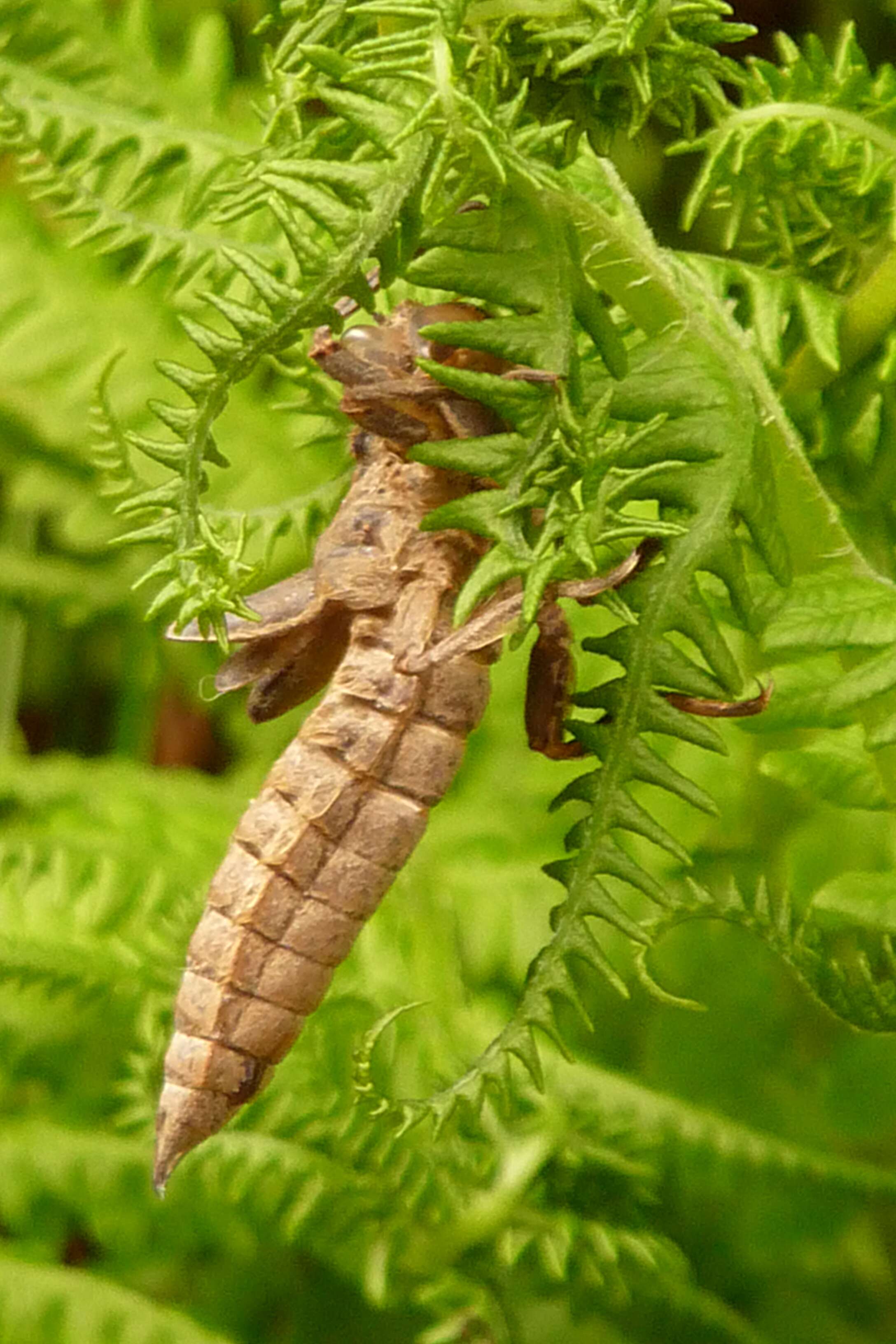 Image of golden-ringed dragonfly