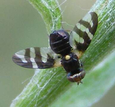 Image of Four-barred Knapweed Gall Fly