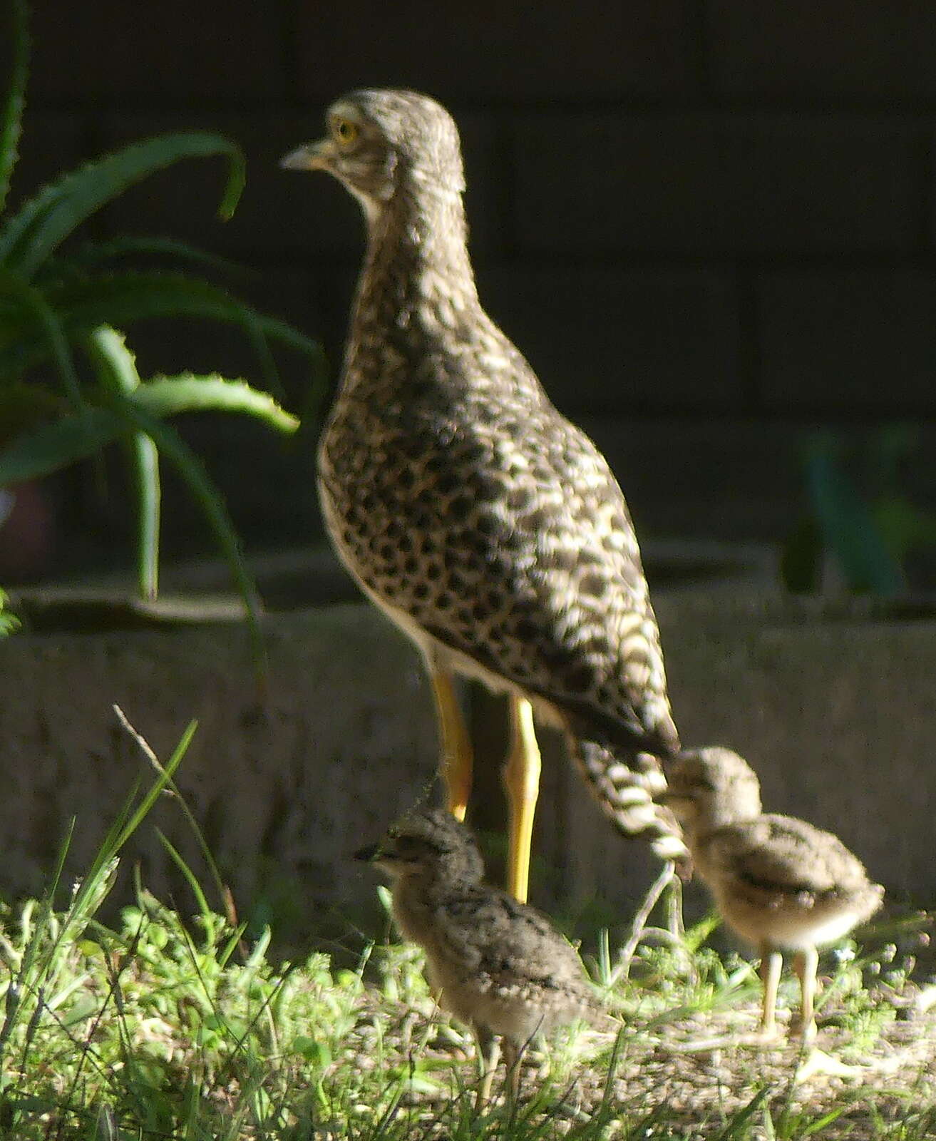 Image of Cape Thick-knee