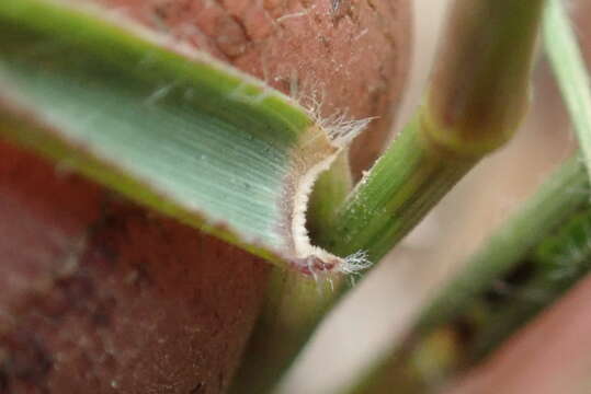 Image de Eragrostis patentipilosa Hack.