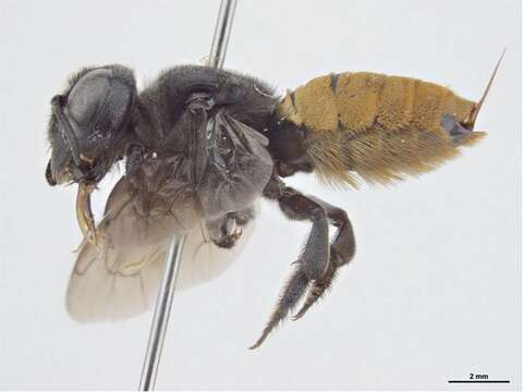 Image of Megachile mystaceana (Michener 1962)