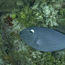 Image of Sargassum Triggerfish