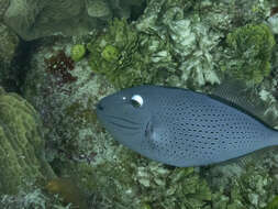 Image of Sargassum Triggerfish