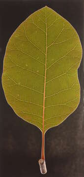 Image de Cotinus coggygria Scop.