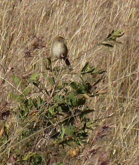 Image of Wailing Cisticola