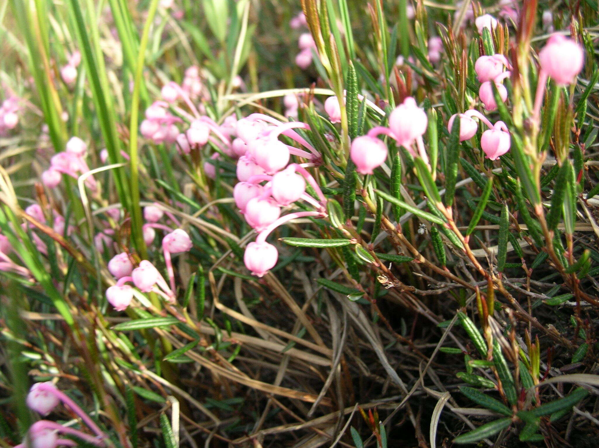 Image of Andromeda polifolia L.