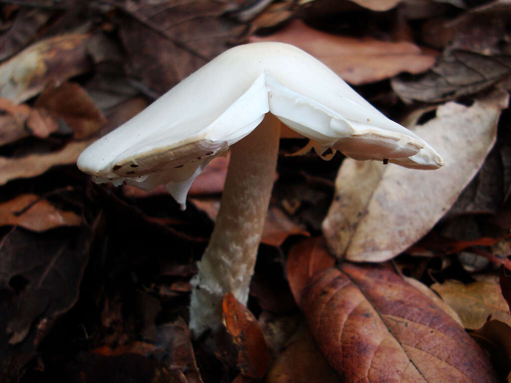 Image of Amanita bisporigera G. F. Atk. 1906