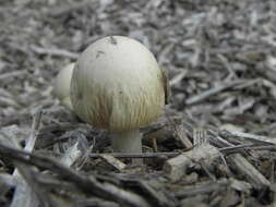 Image of Wrinkled Fieldcap