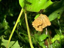 Image of Polistes takasagonus Sonan 1943