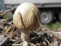 Image of Wrinkled Fieldcap