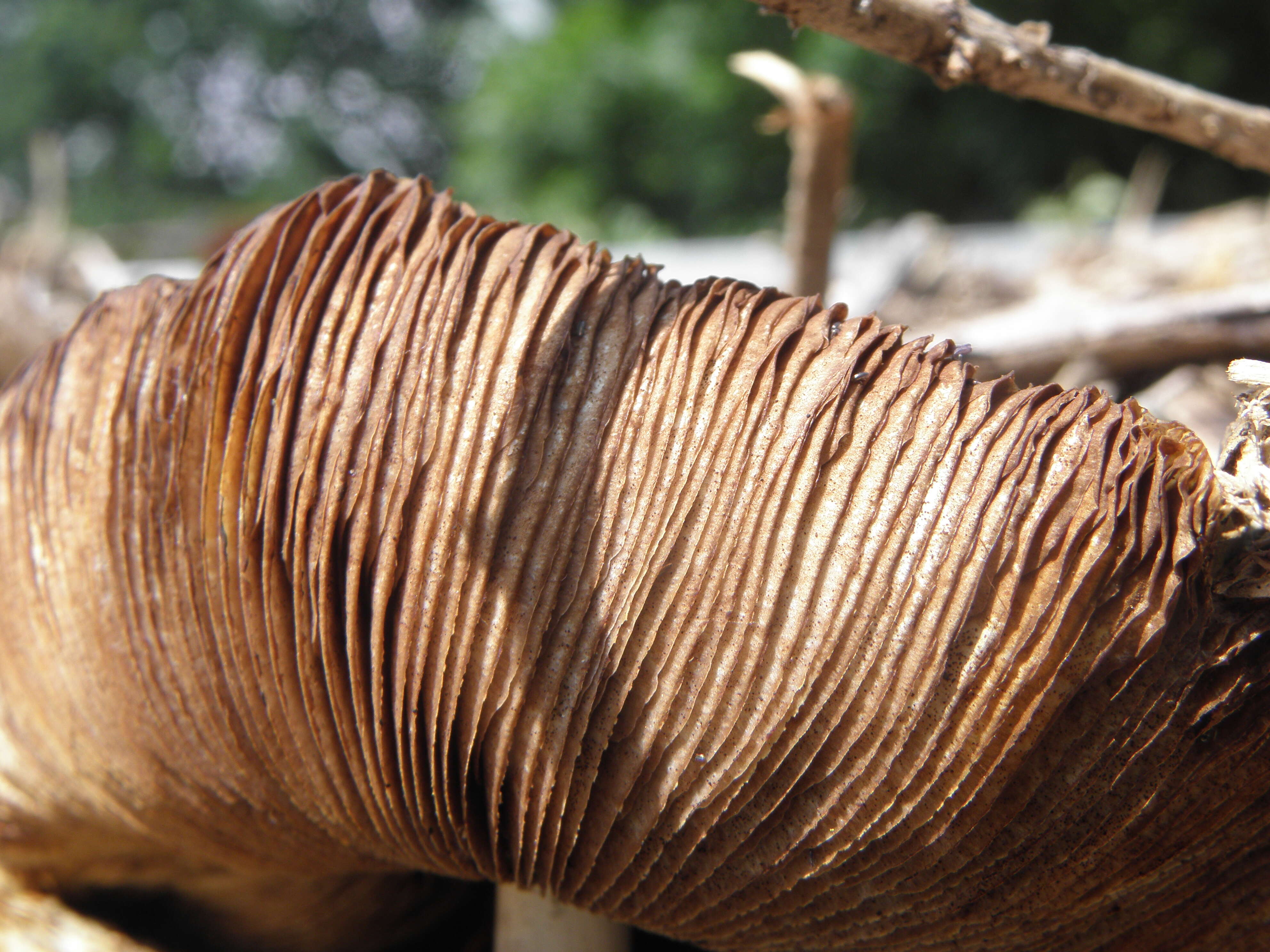 Image of Wrinkled Fieldcap