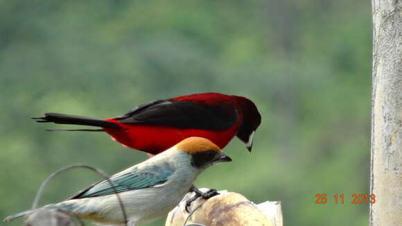 Image of Crimson-backed Tanager