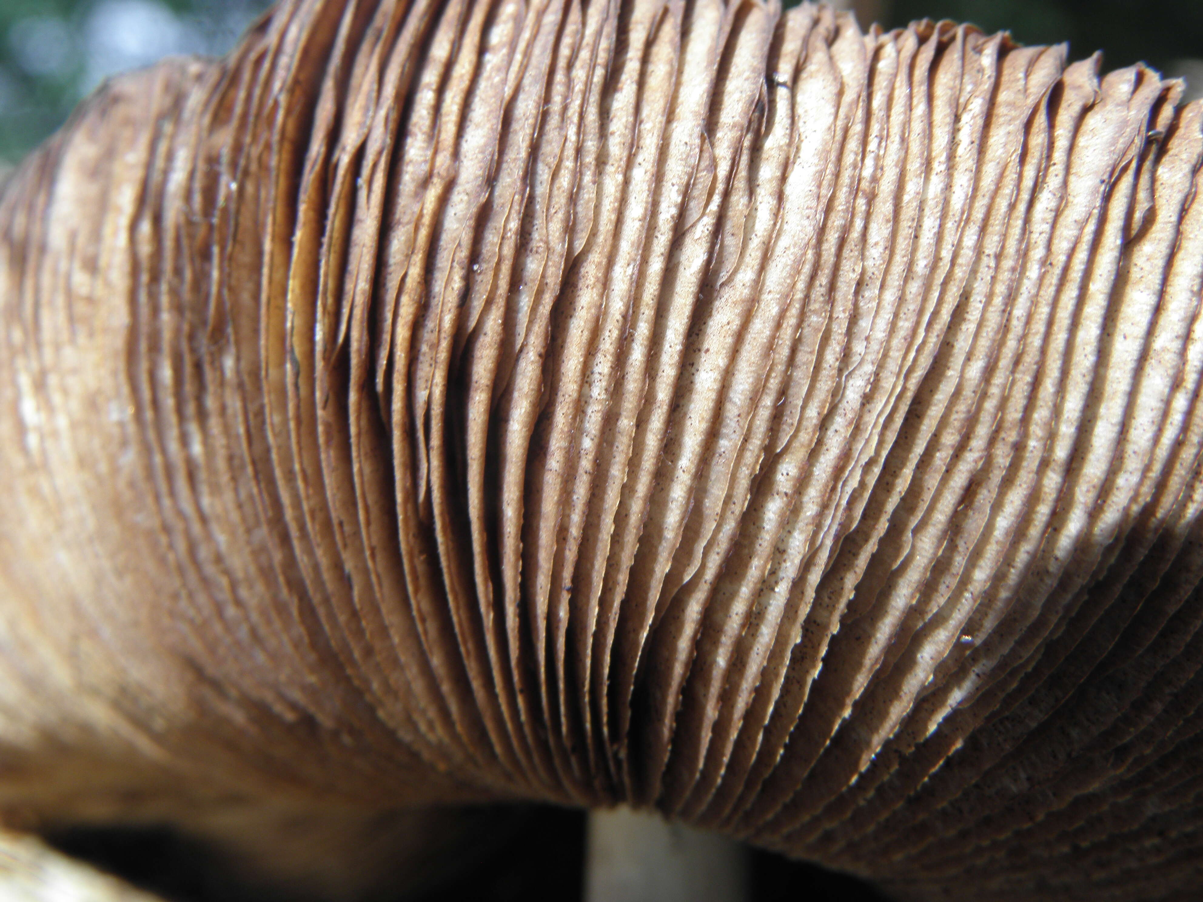 Image of Wrinkled Fieldcap