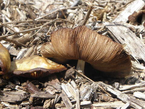 Image of Wrinkled Fieldcap