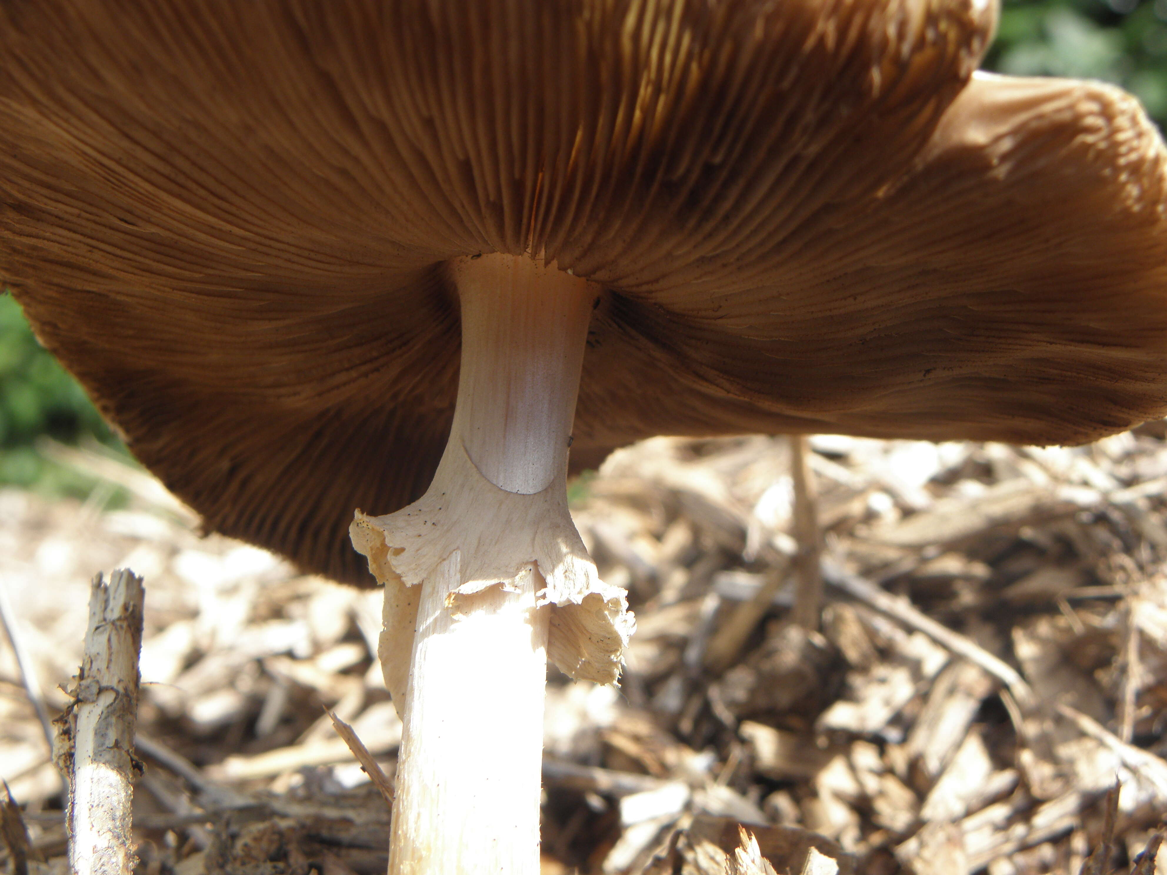 Image of Wrinkled Fieldcap