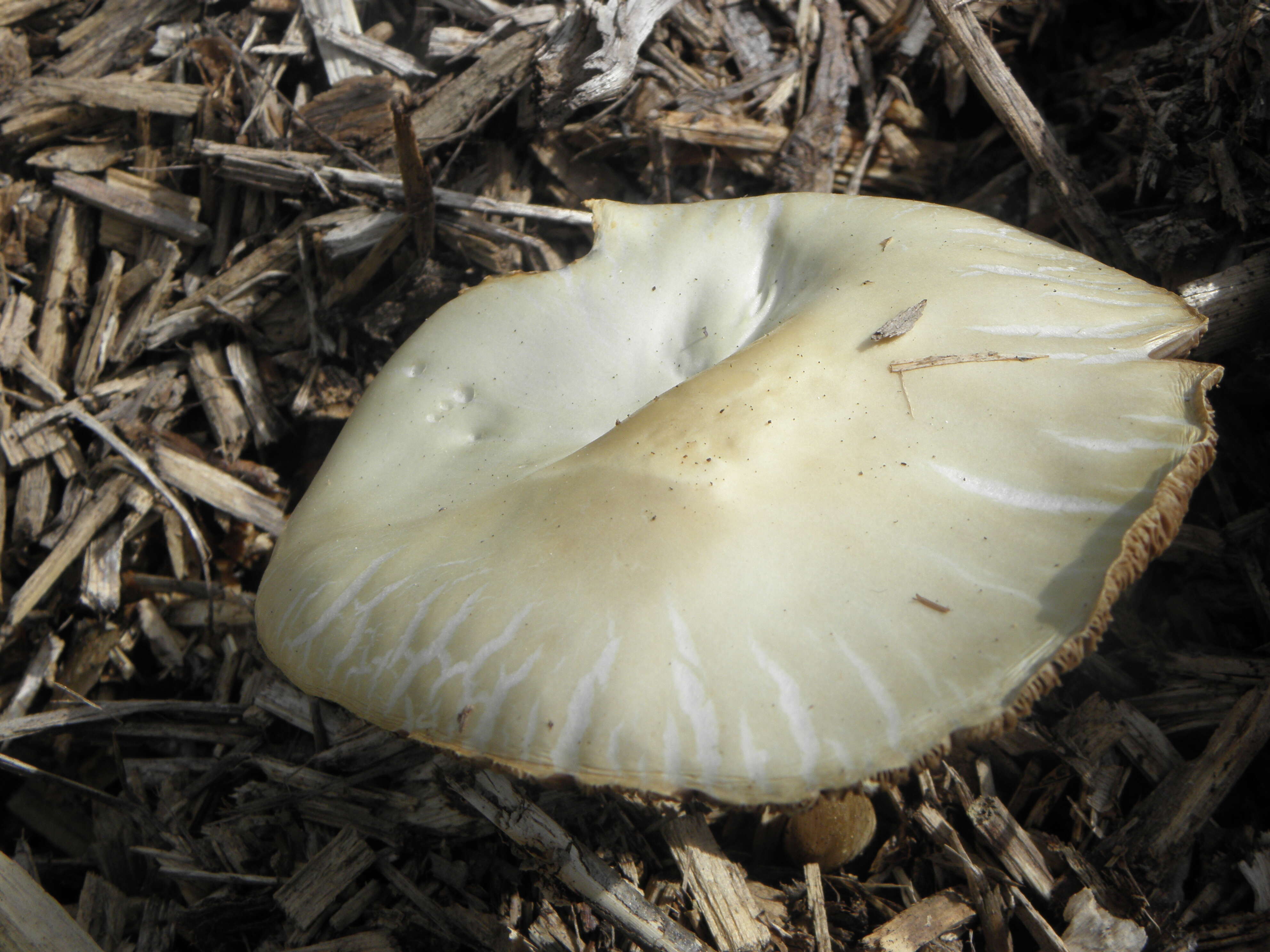 Image of Wrinkled Fieldcap