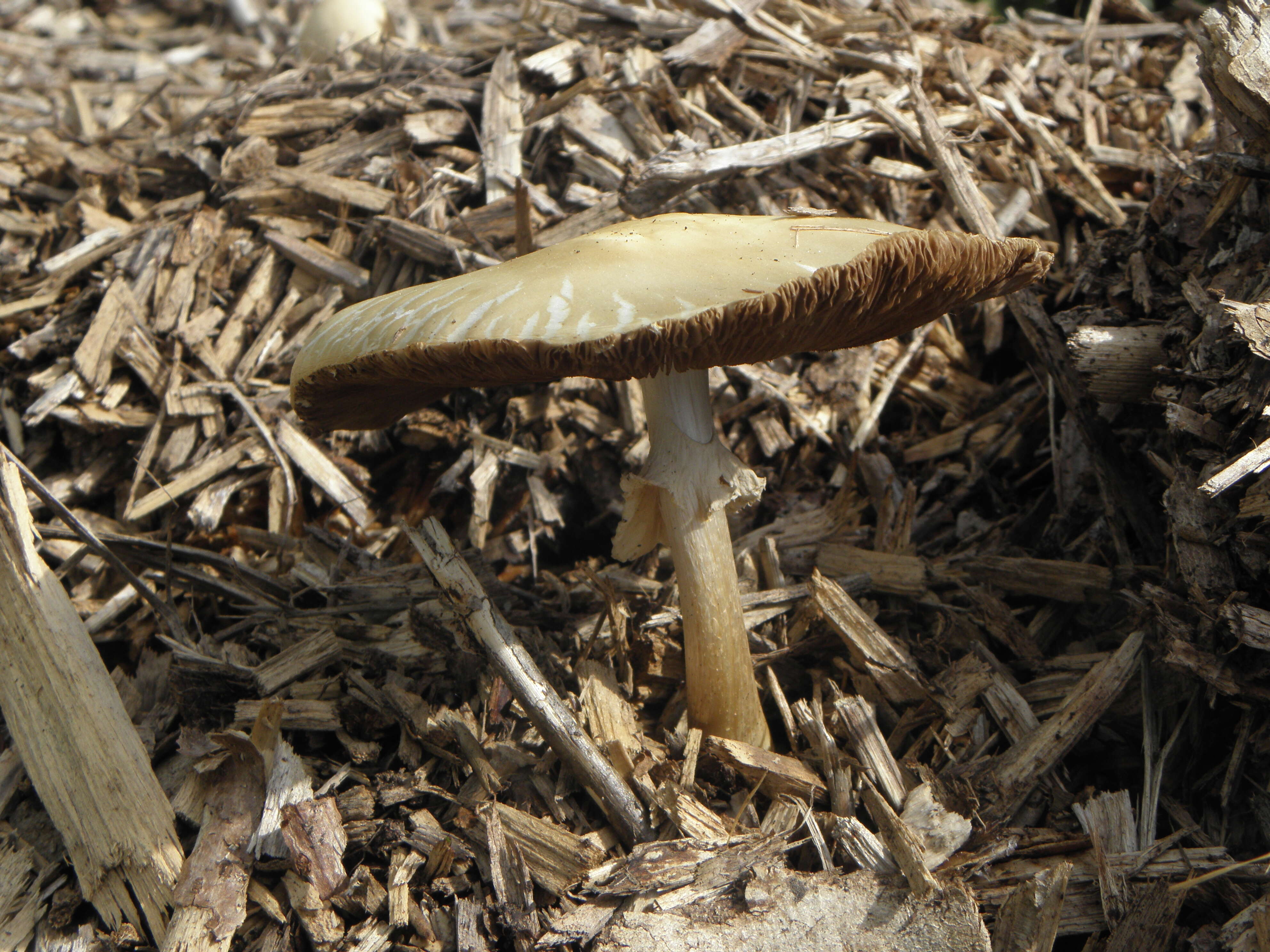 Image of Wrinkled Fieldcap