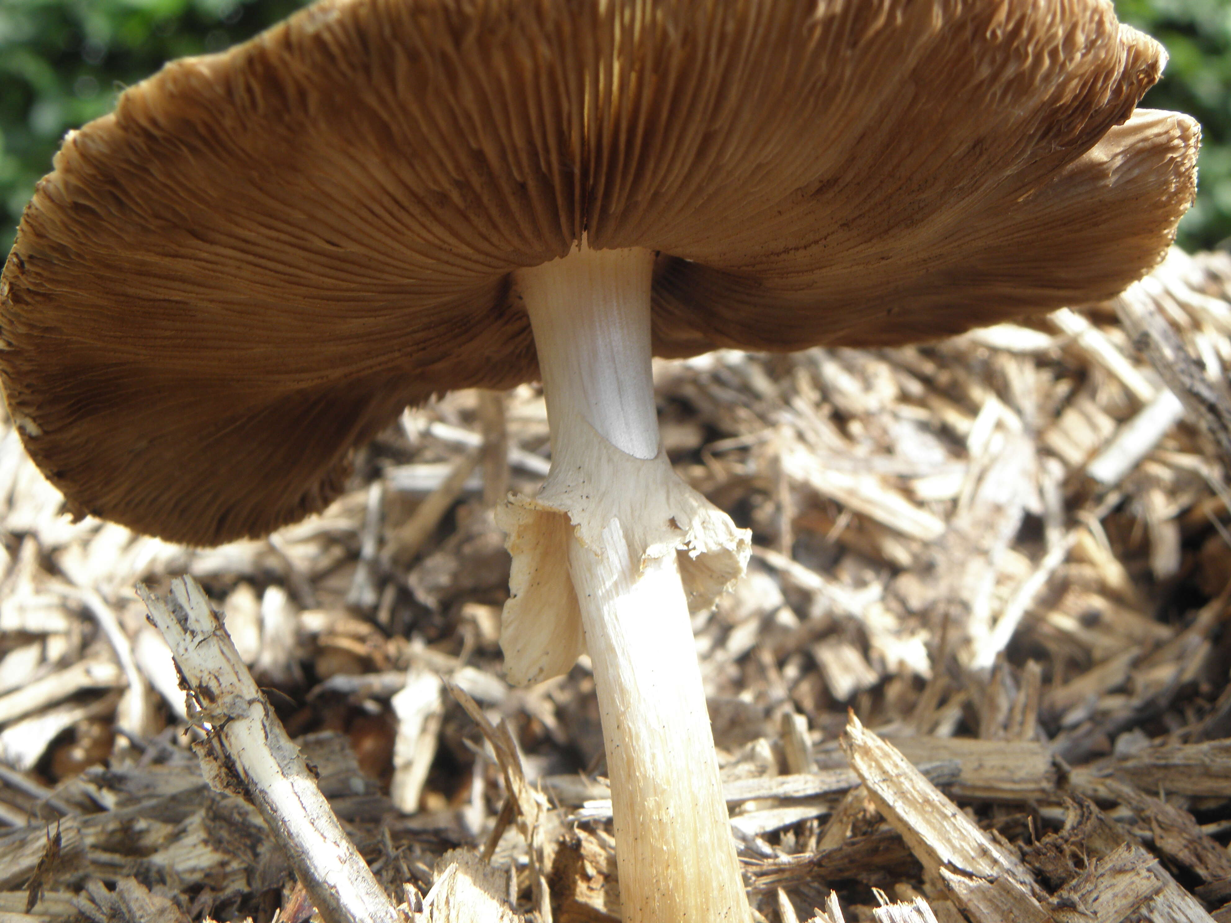 Image of Wrinkled Fieldcap