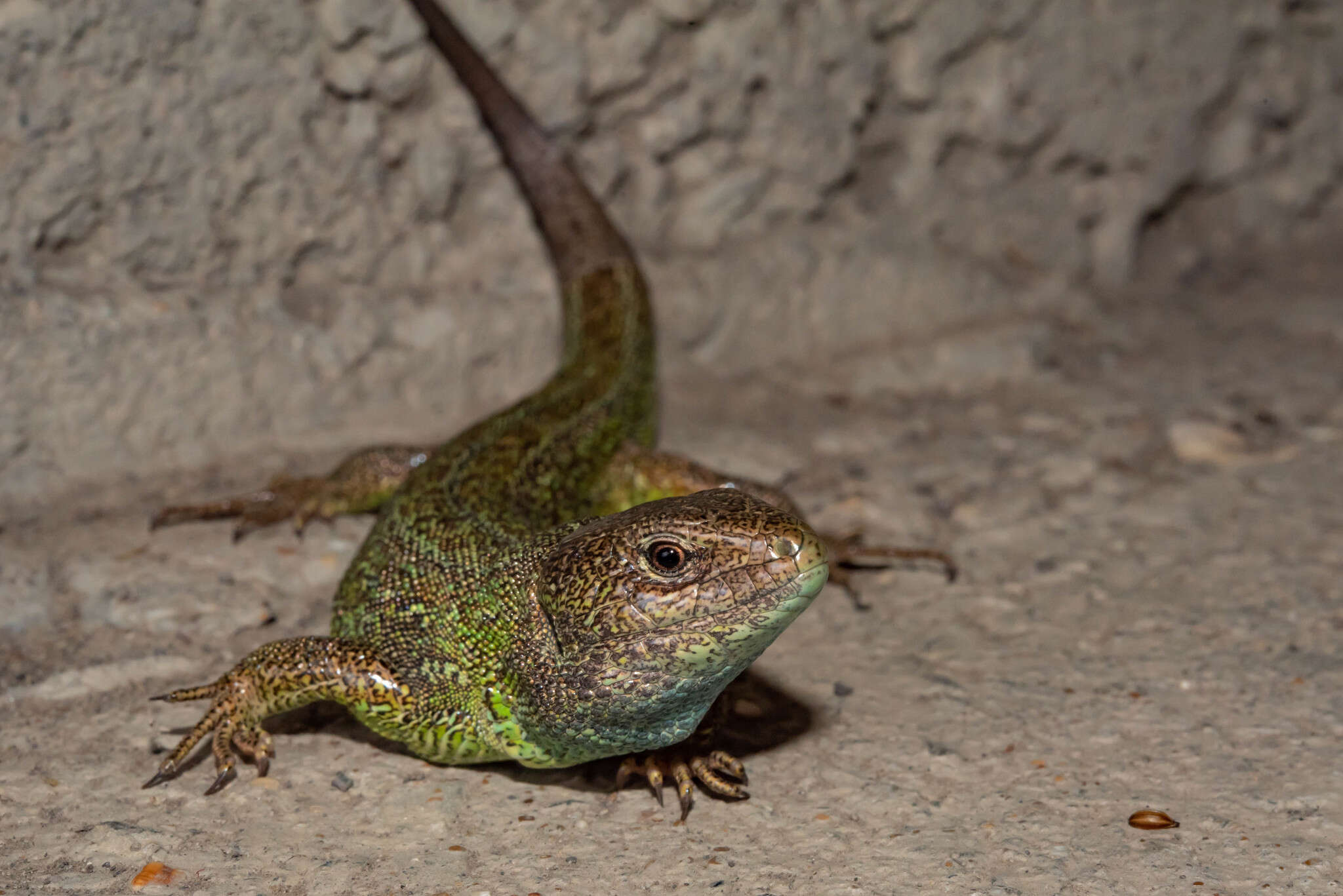 Image of Lacerta agilis boemica Suchow 1929