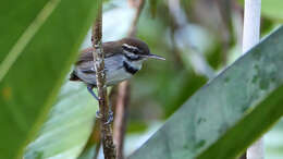 Microbates collaris (Pelzeln 1868)的圖片